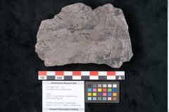 Foto (Objekt + Etikett) von Calamites tenuifolius Ettingshausen (NHMW-GEO-2024-0188-10995)
